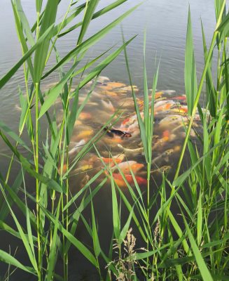 koi pontyok1